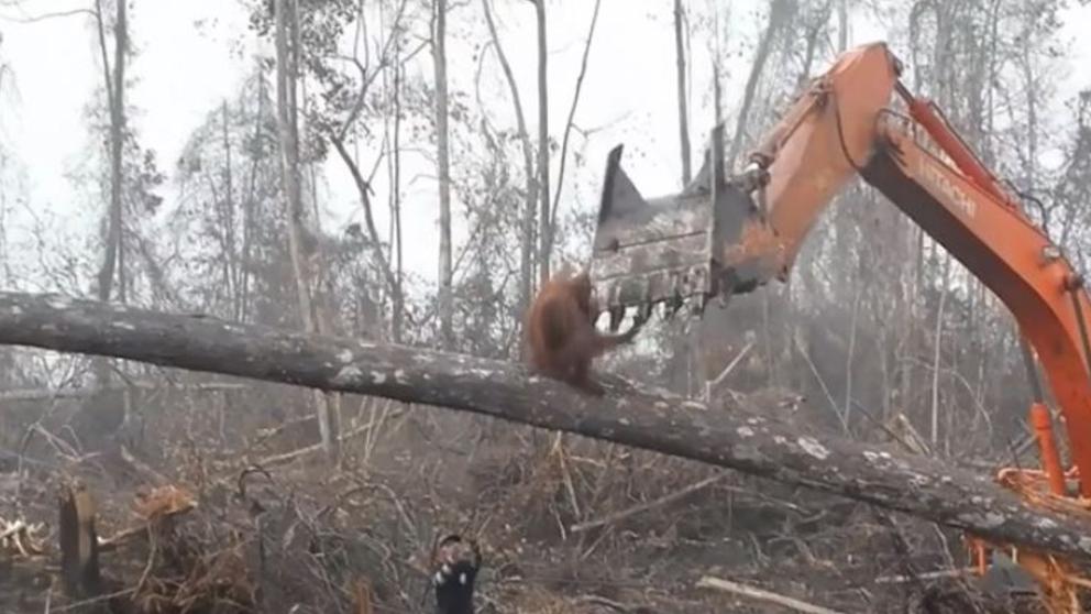 orangutanes-muertos-indonesia