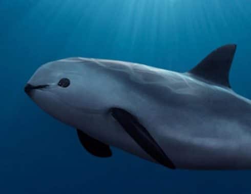 EPN mintió, la vaquita marina sigue en peligro de extinción